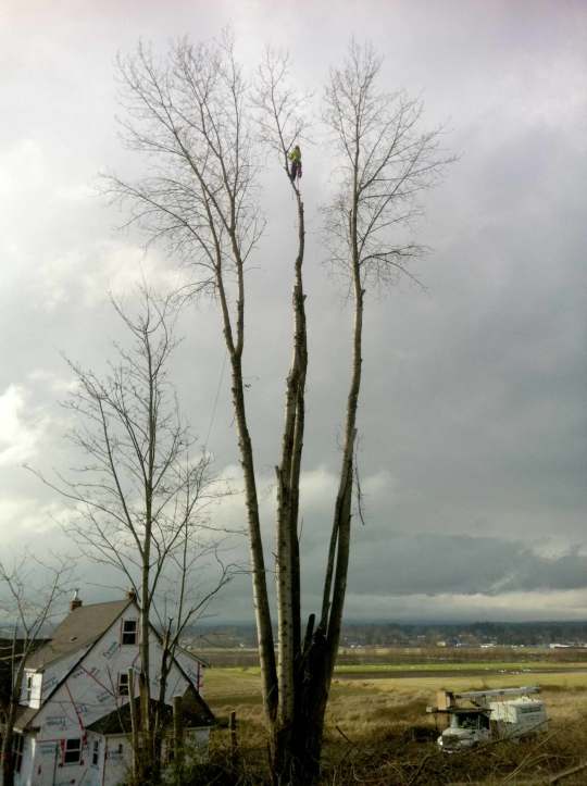 tall_tree