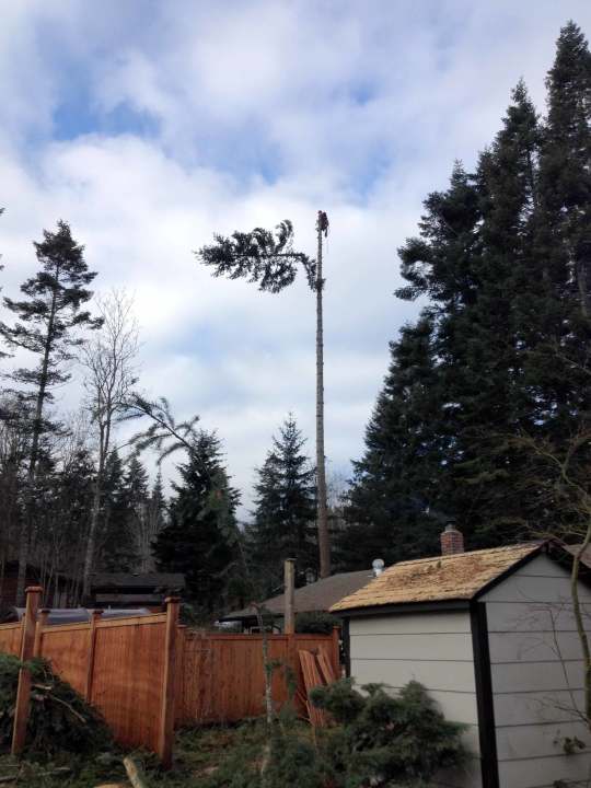 tall_tree_2
