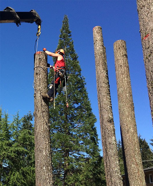 tree climb